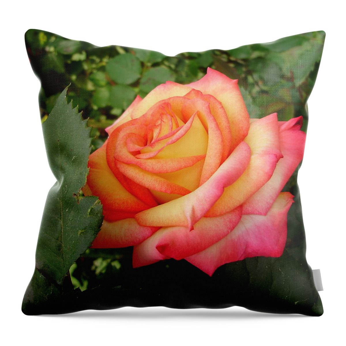 Roses Throw Pillow featuring the photograph Passionate Morning by Anjel B Hartwell
