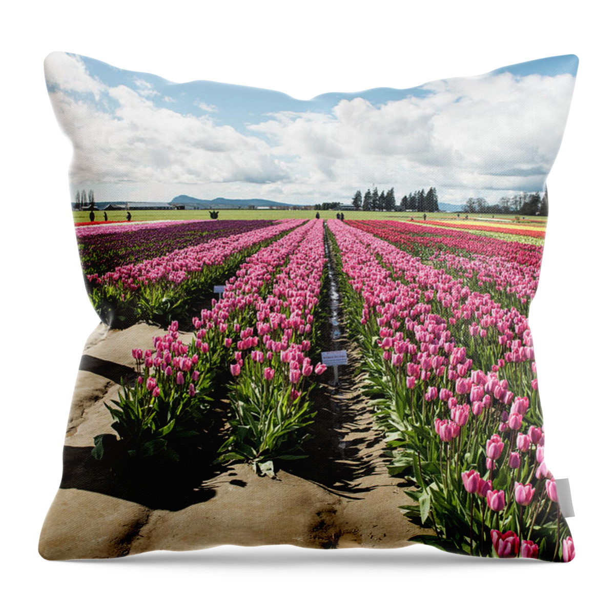 Passionate Pink Parallels Throw Pillow featuring the photograph Passionate Pink Parallels by Tom Cochran
