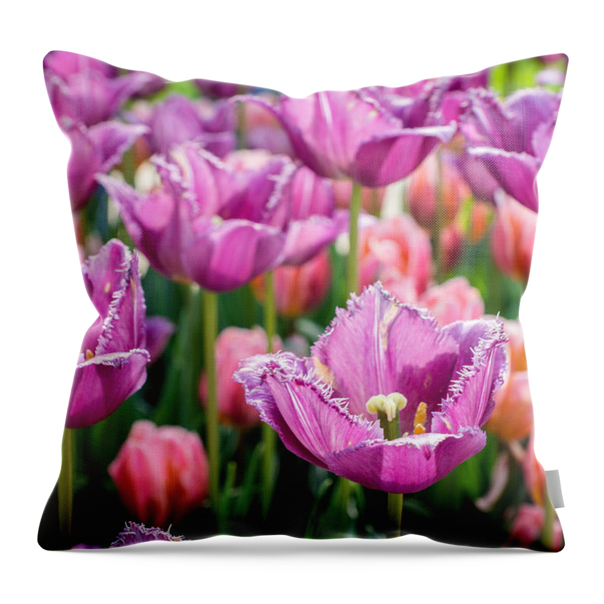 Purple Throw Pillow featuring the photograph Passionate Purples by Bill Pevlor