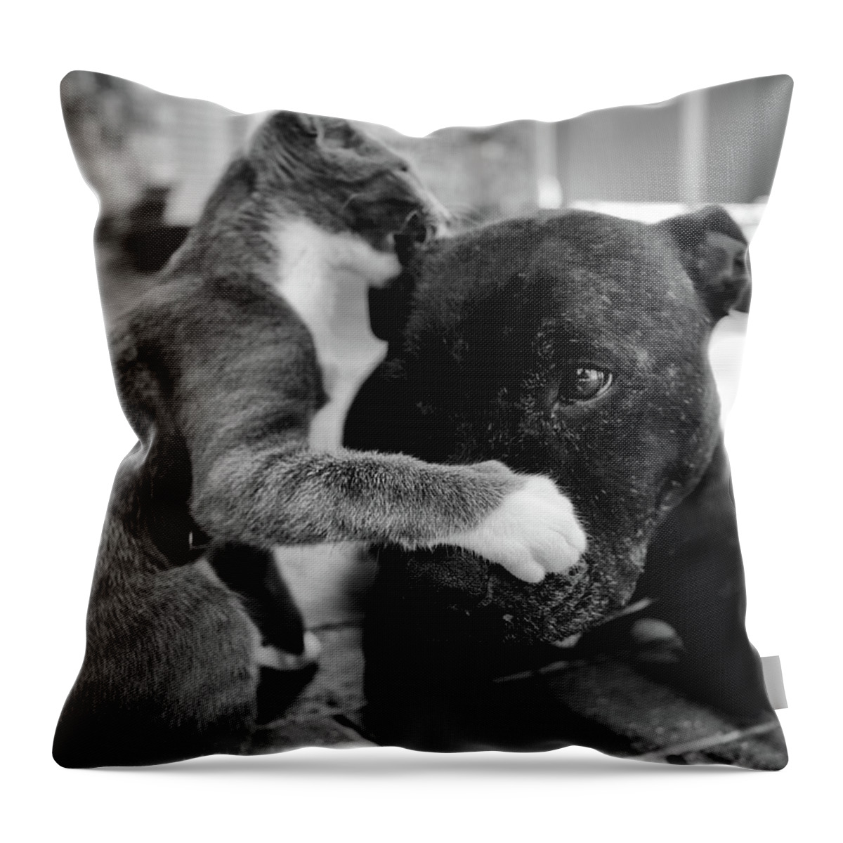 Portrait Throw Pillow featuring the photograph Patches and Motey play 3 BnW by Michael Blaine