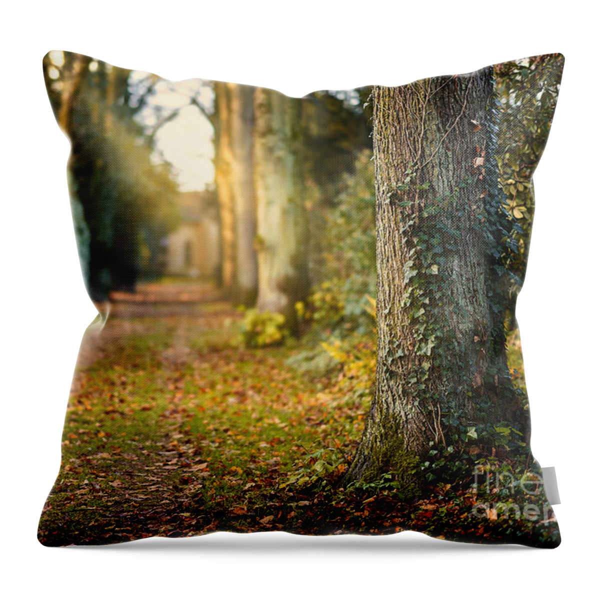 Path Throw Pillow featuring the photograph Path into the light by Daniel Heine