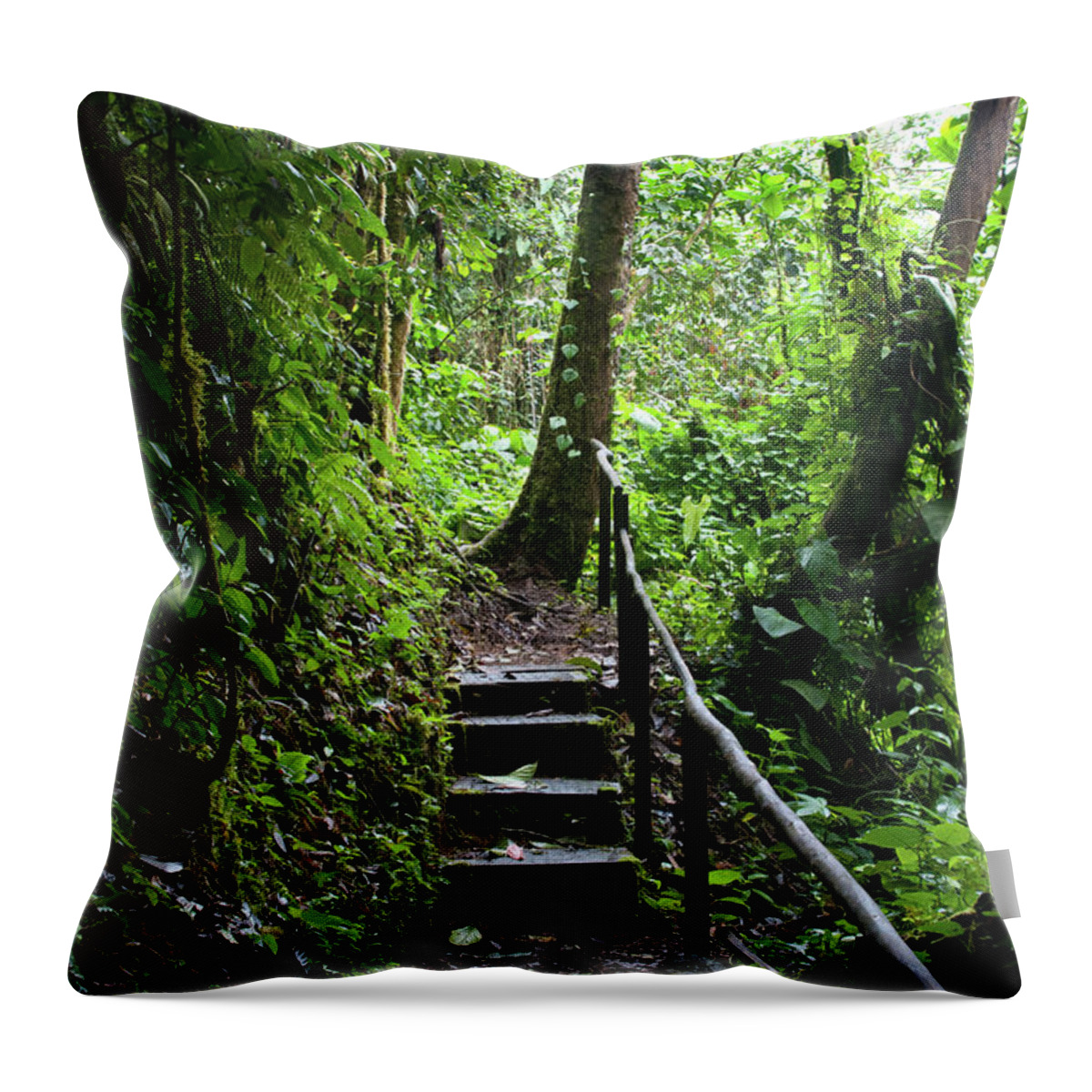 Forest Throw Pillow featuring the photograph Path Through the Forest by Cascade Colors