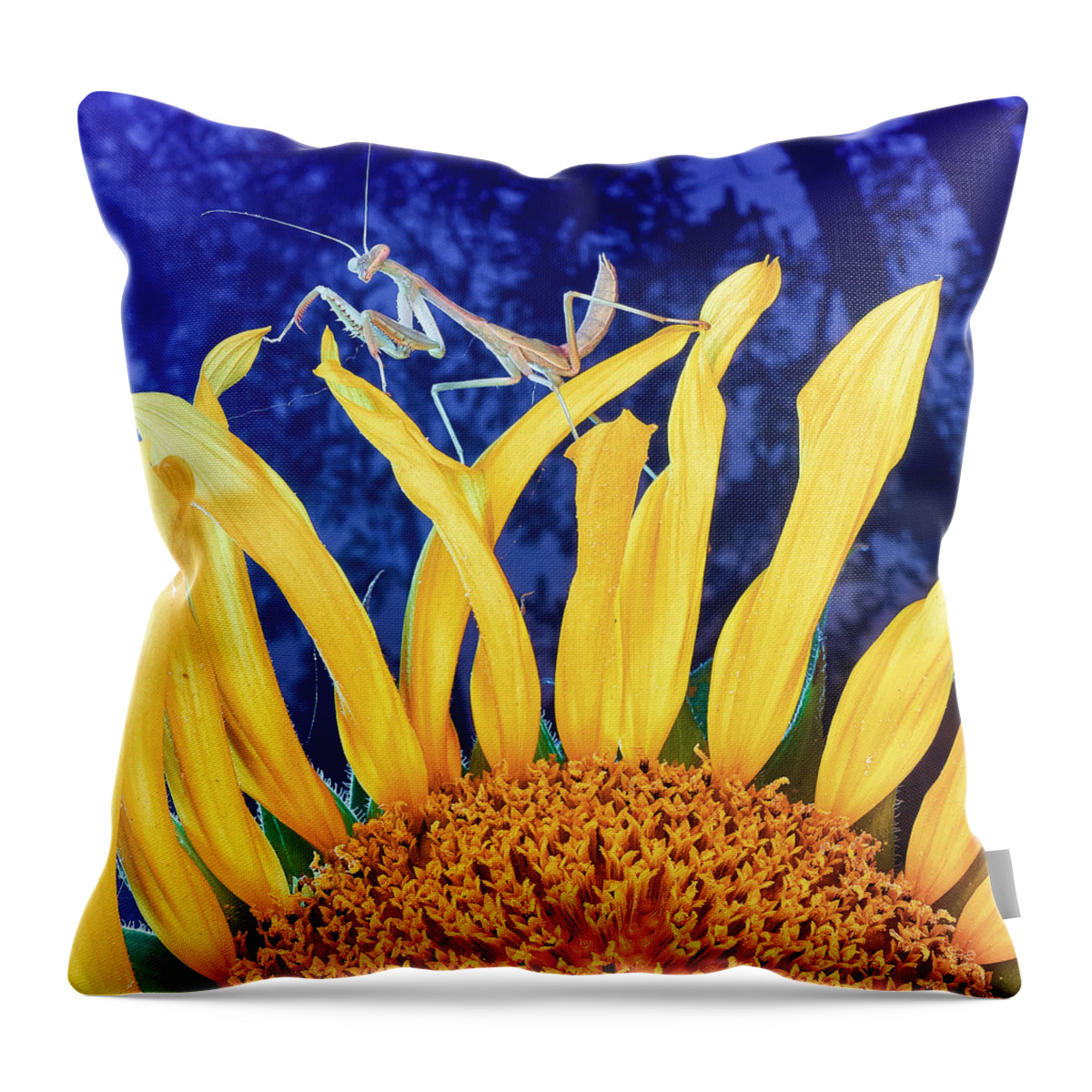 Sunflower Throw Pillow featuring the photograph Peace Brings Death by TC Morgan