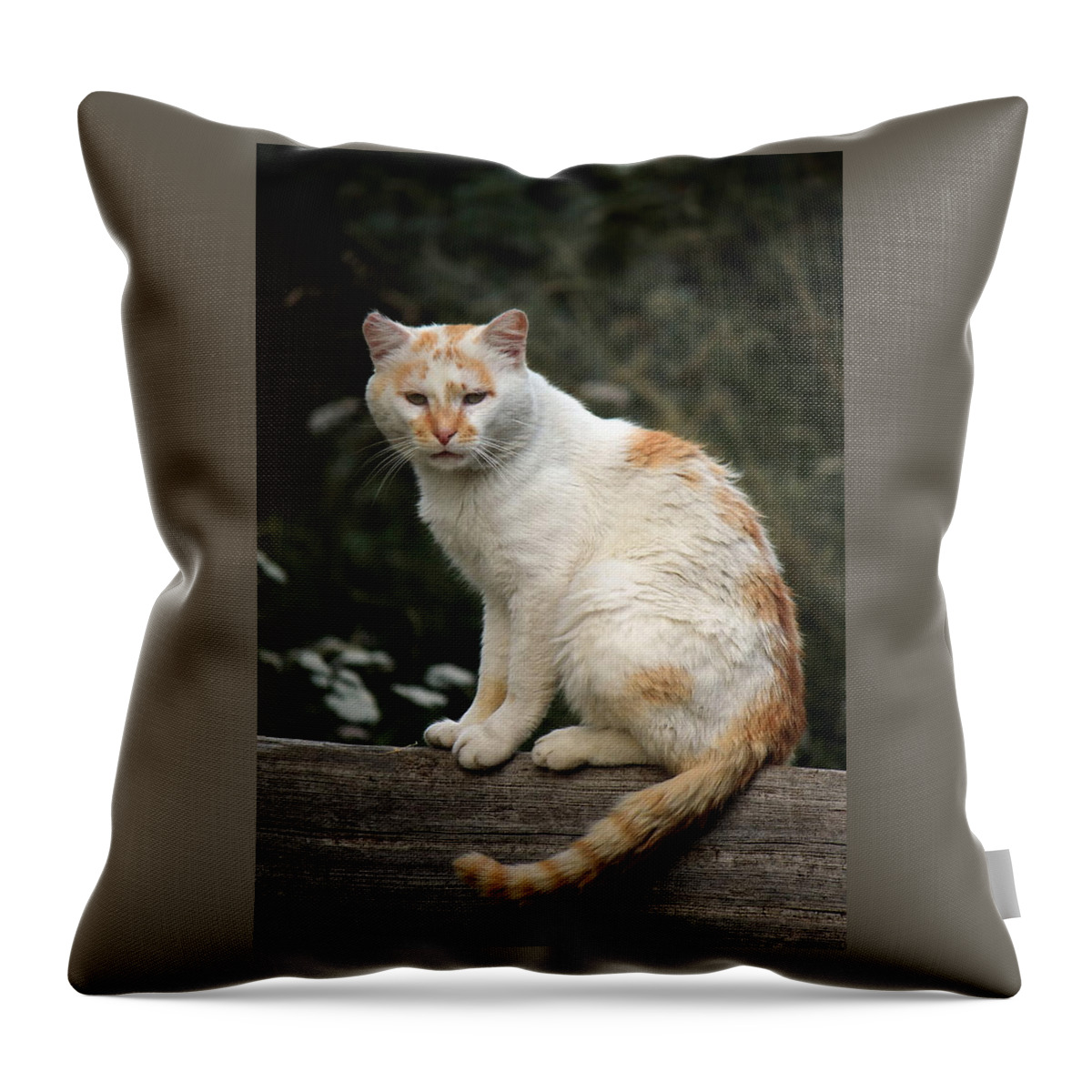 Animal Throw Pillow featuring the photograph Peaceful cat by Elenarts - Elena Duvernay photo
