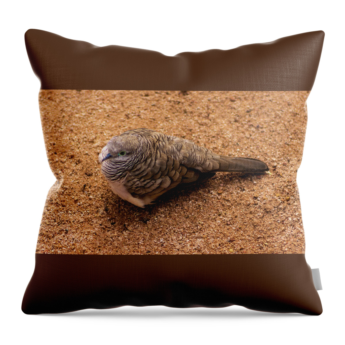 Dove Throw Pillow featuring the photograph Peaceful Dove by Tania Read
