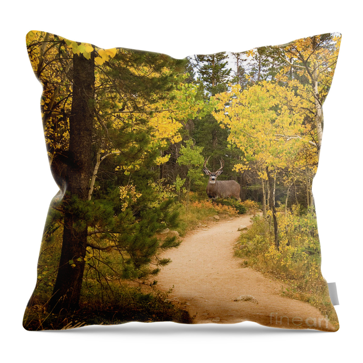 Fall Aspens Throw Pillow featuring the photograph Peaceful Walk by Bon and Jim Fillpot