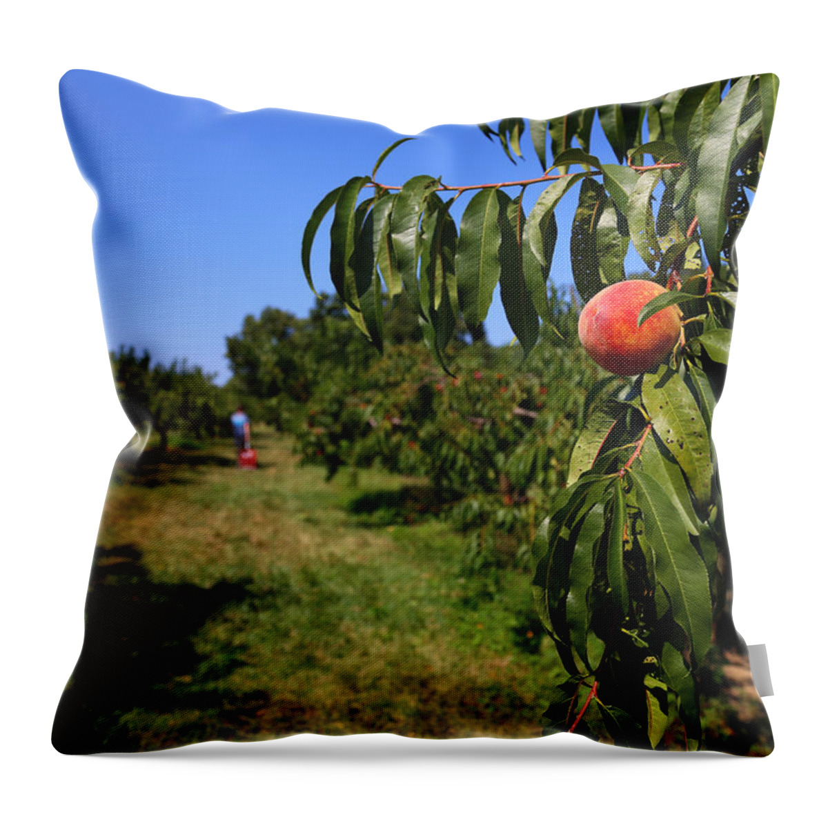 Peach Grove Throw Pillow featuring the photograph Peach Grove by Karol Livote