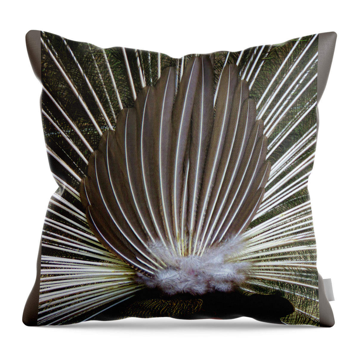 Peacock Throw Pillow featuring the photograph Peacock Back Fan by Helaine Cummins