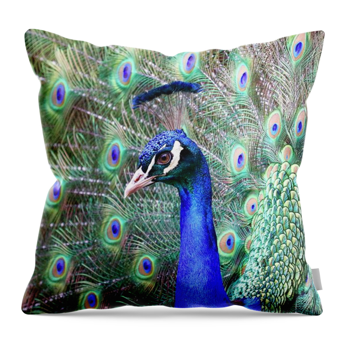 Peacock Throw Pillow featuring the photograph Peacock Bloom by Steve McKinzie