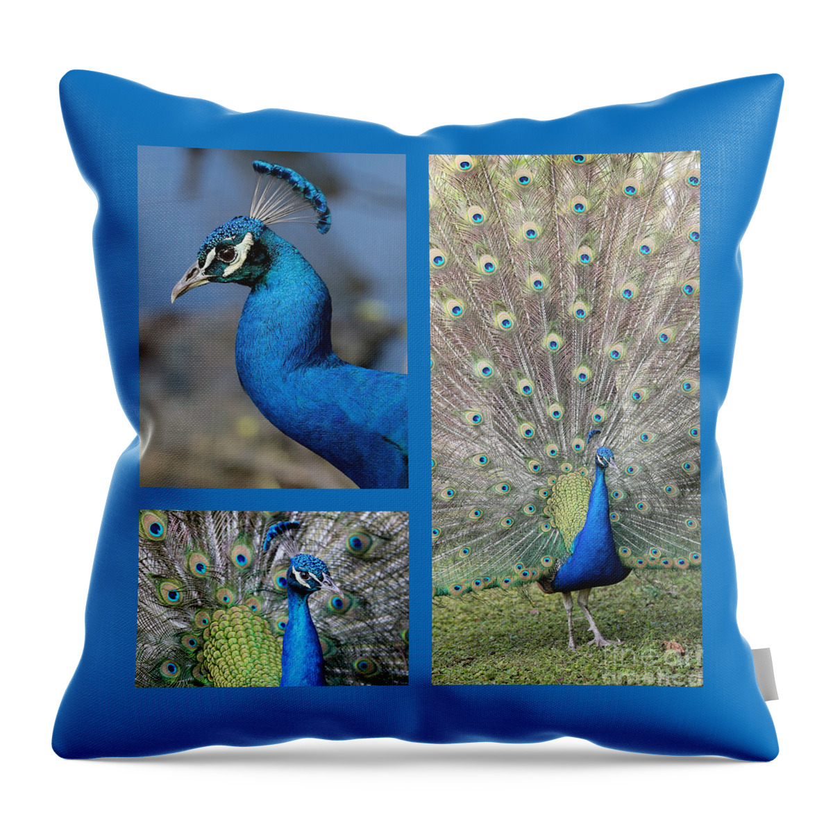 Collages Throw Pillow featuring the photograph Peacock Collage in Blue by Carol Groenen