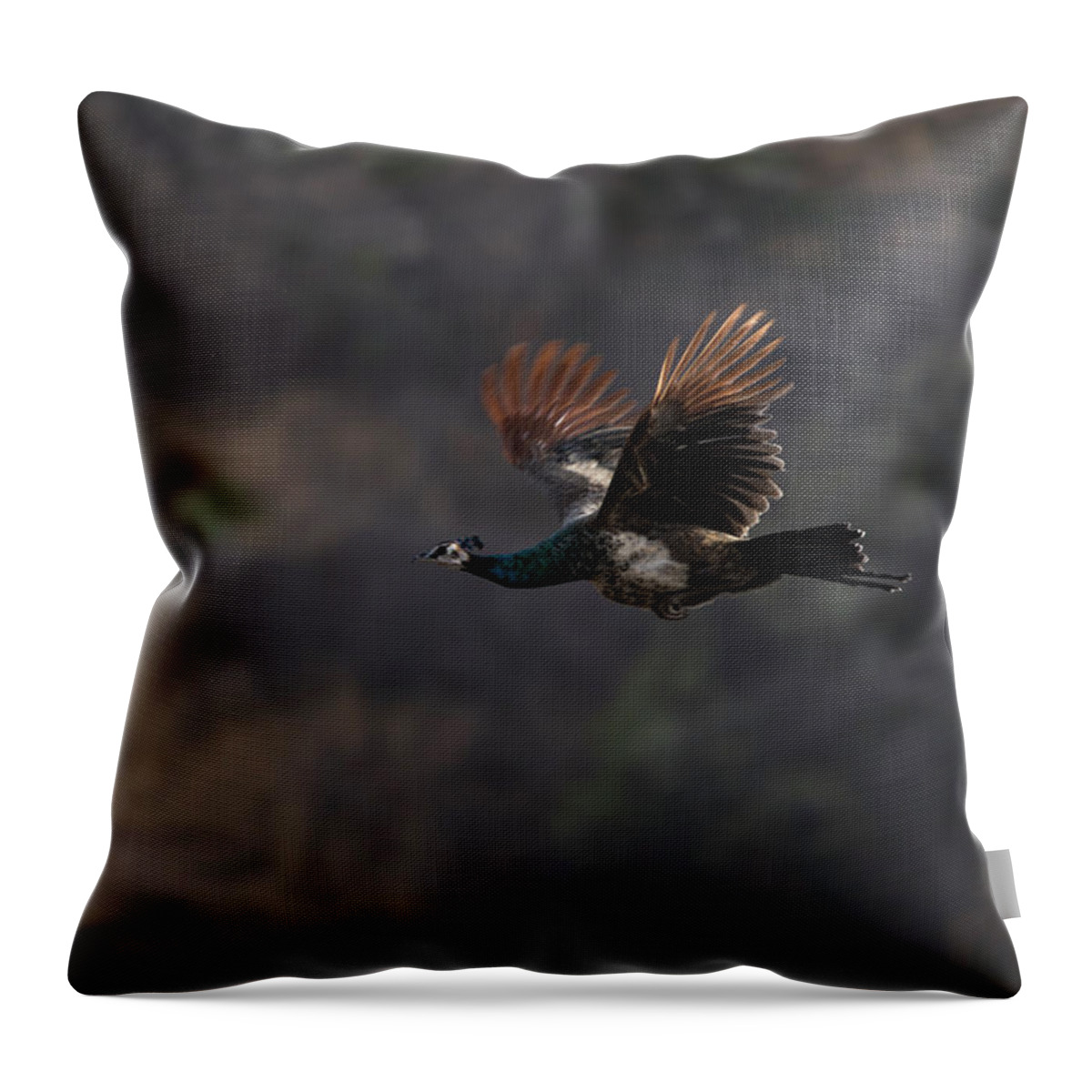 Flight Throw Pillow featuring the photograph Peacock in Flight by Ramabhadran Thirupattur