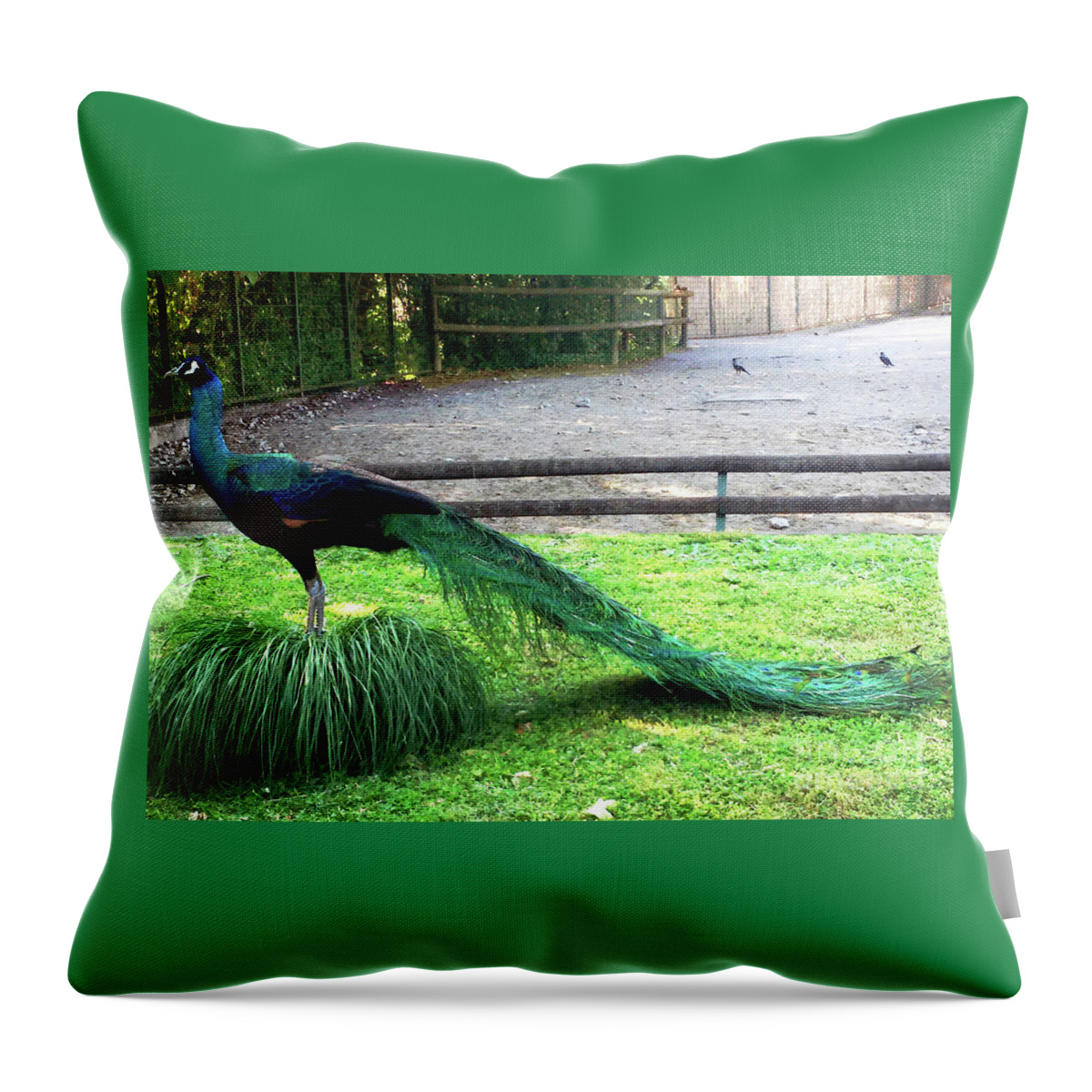 Park Throw Pillow featuring the photograph Peacock by Jasna Dragun