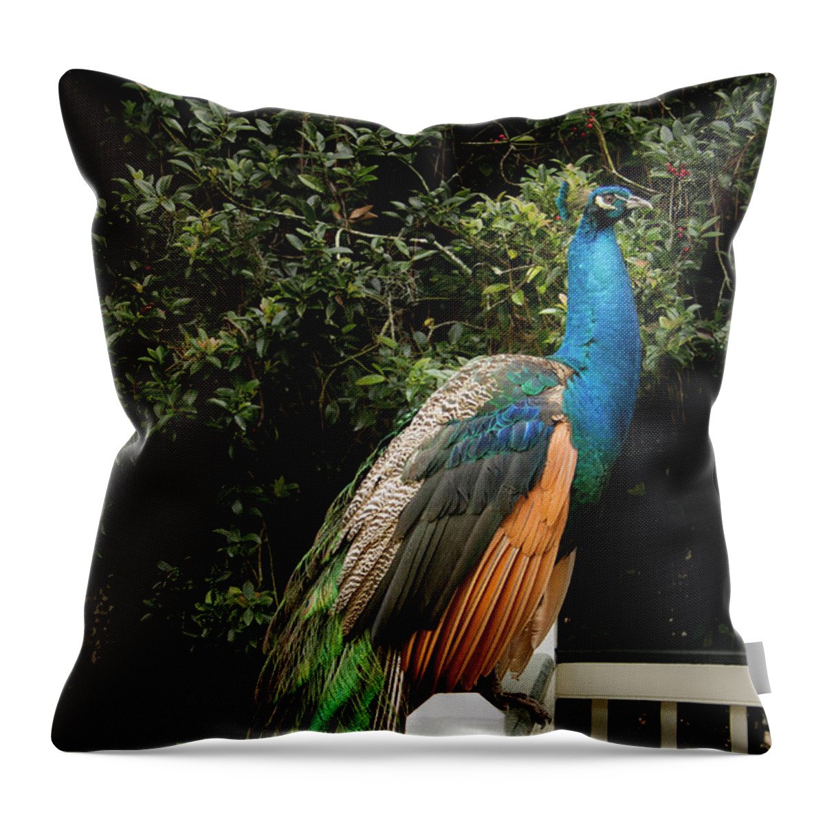 Jean Noren Throw Pillow featuring the photograph Peacock on a Fence by Jean Noren