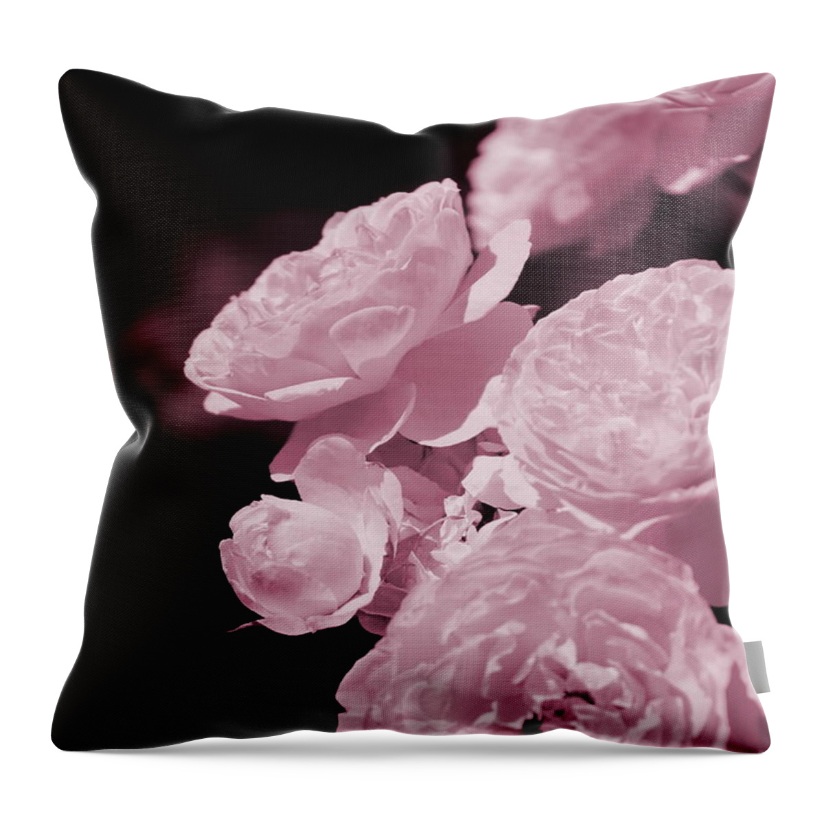Peony Pink Throw Pillow featuring the photograph Peacock Pink Cabbage Roses on Black by Colleen Cornelius