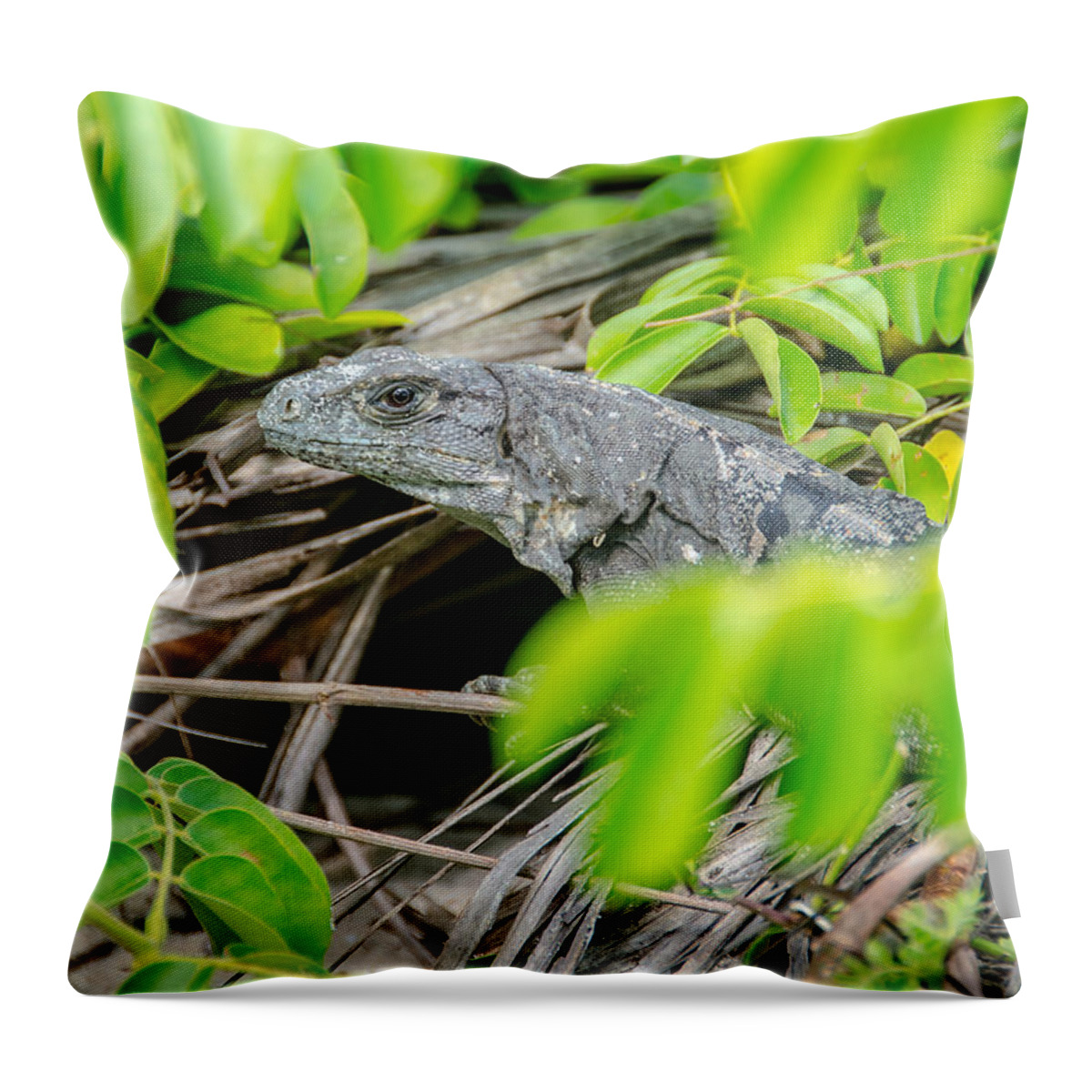 Cheryl Baxter Photography Throw Pillow featuring the photograph Peek a boo Iguana by Cheryl Baxter