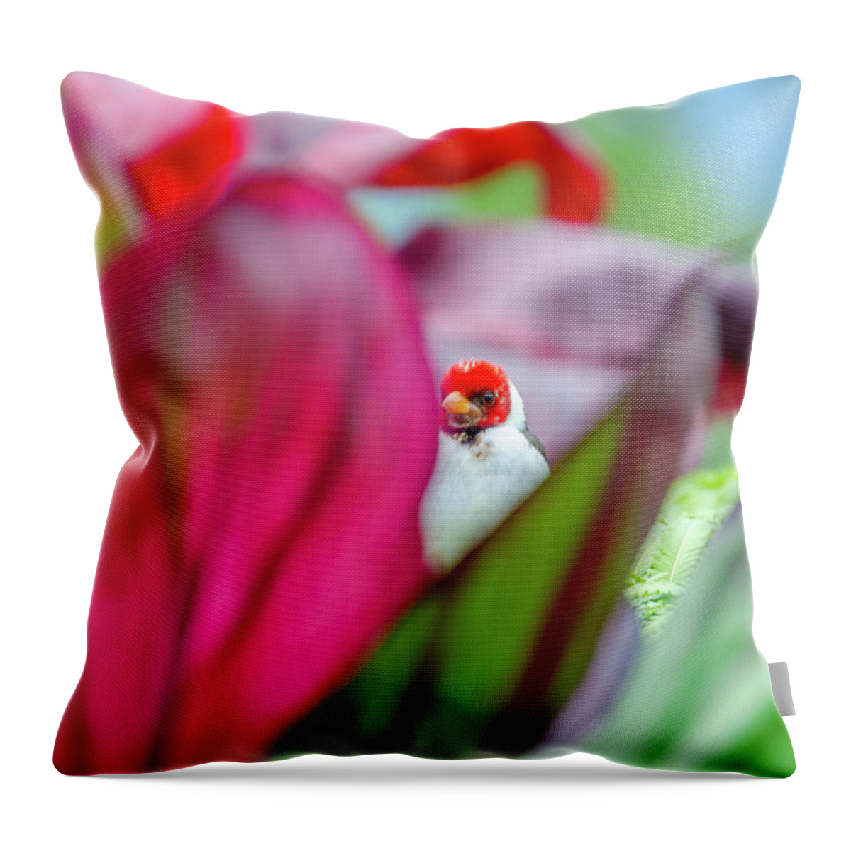 Bird Throw Pillow featuring the photograph Peeking between the leaves by Daniel Murphy