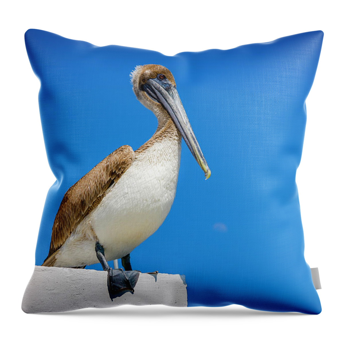 Birds Throw Pillow featuring the photograph Pelican by Daniel Murphy