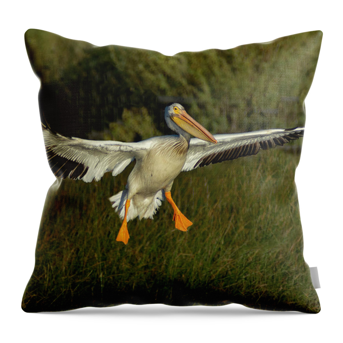 Pelican Throw Pillow featuring the photograph Pelicans 3 by Rick Mosher