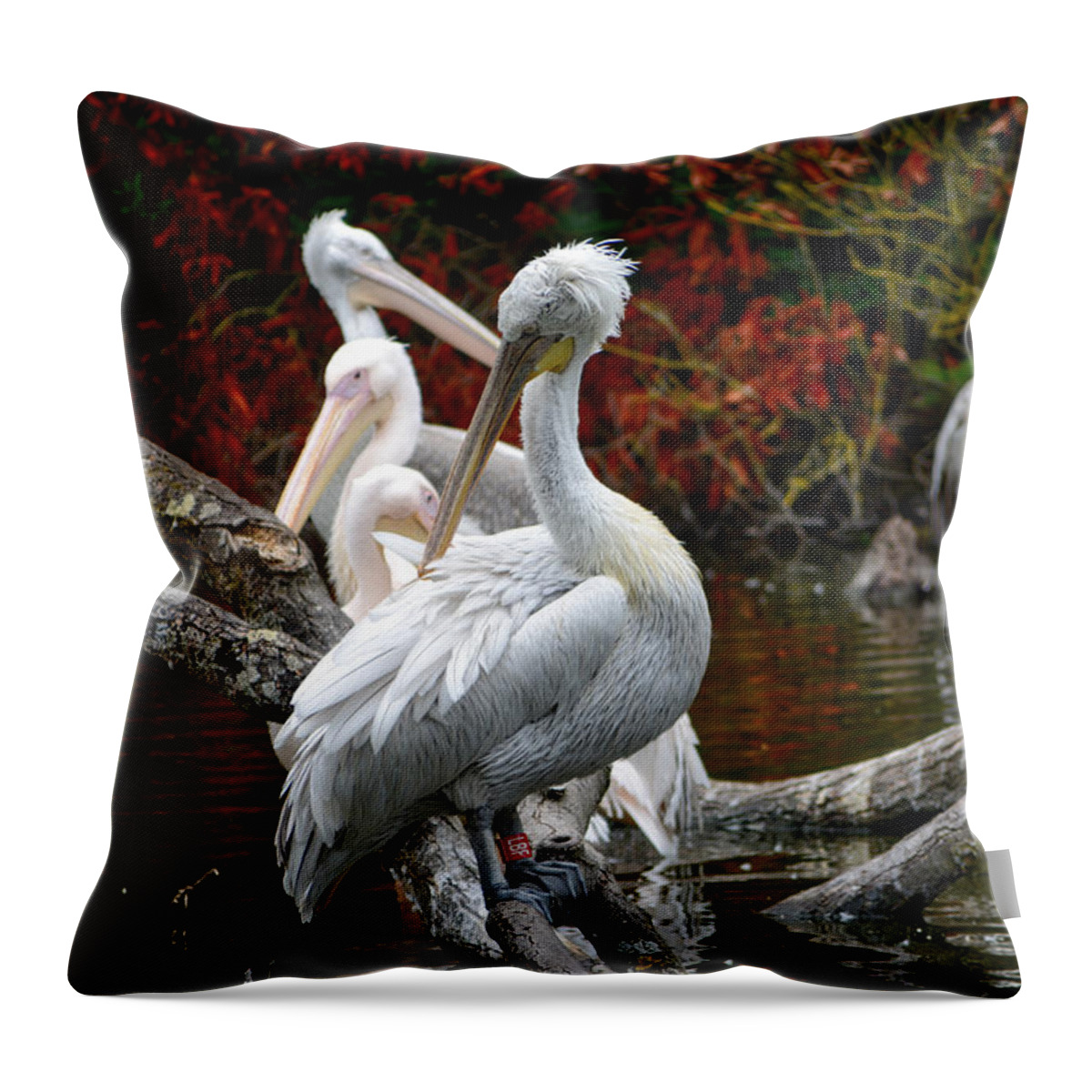 Animals Throw Pillow featuring the photograph Pelicans by Ingrid Dendievel