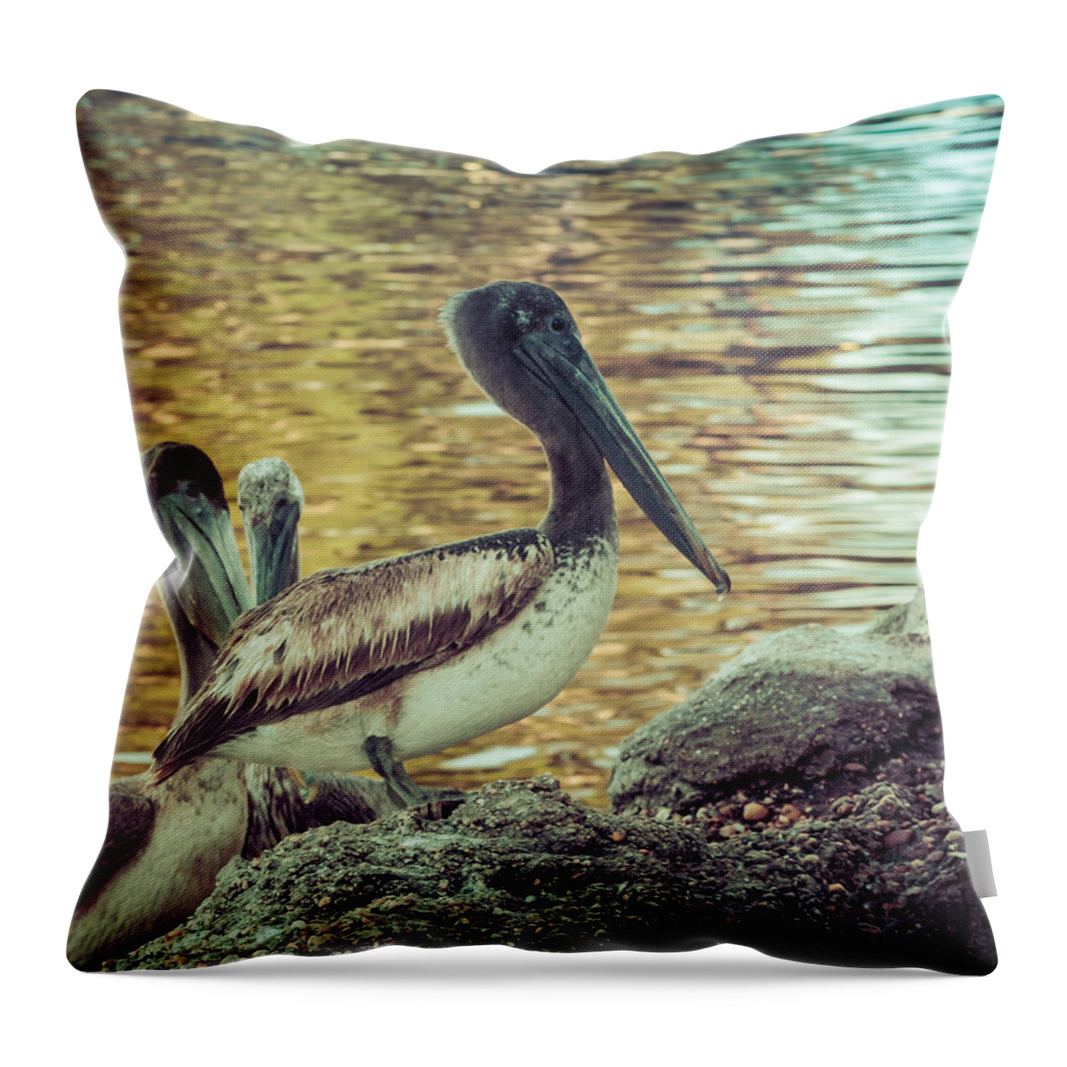 Florida Pelican Throw Pillow featuring the photograph Pelicans On Rocks 3 by Debra Forand