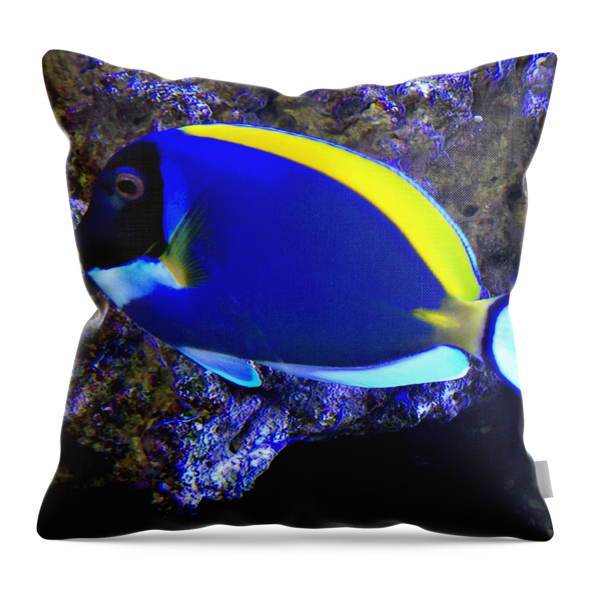 Blue Tang Fish Throw Pillow featuring the photograph Blue Tang Fish by Kathy M Krause