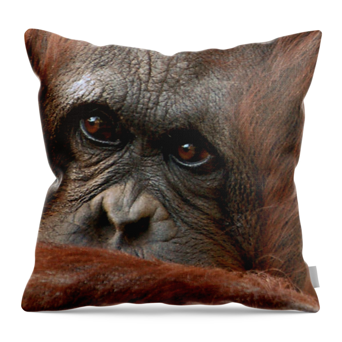 Primate Throw Pillow featuring the photograph Pensive by Donna Proctor