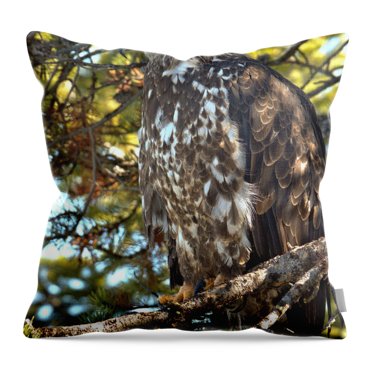 Golden Eagle Throw Pillow featuring the photograph Perched And Camouflaged by Adam Jewell