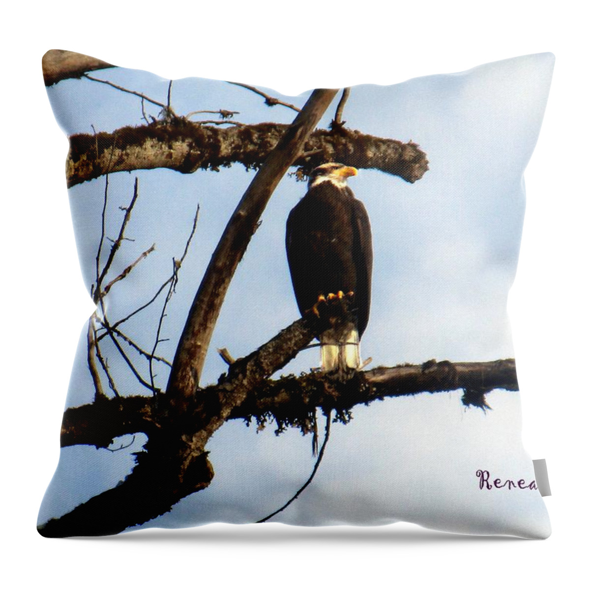 Birds Throw Pillow featuring the photograph Perched Bald Eagle by A L Sadie Reneau