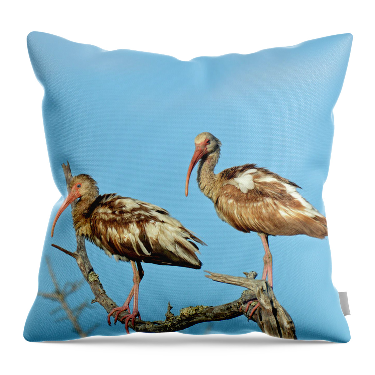 Jekyll Island Throw Pillow featuring the photograph Perched White Ibises by Bruce Gourley
