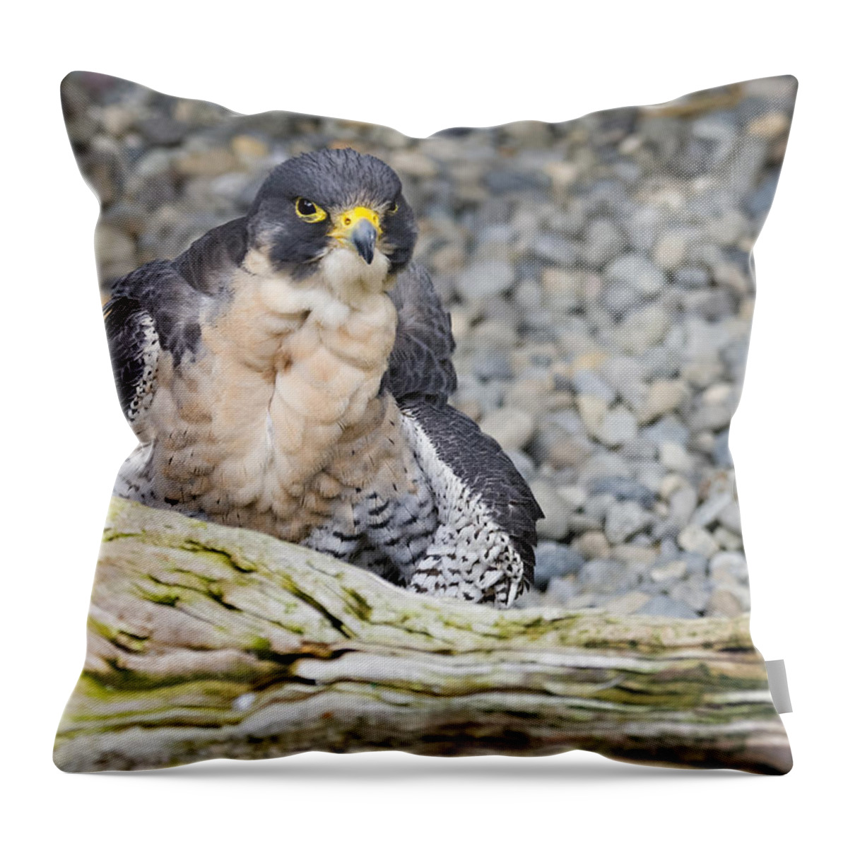 Peregrine Throw Pillow featuring the photograph Peregrine Falcon 2 by Harold Piskiel