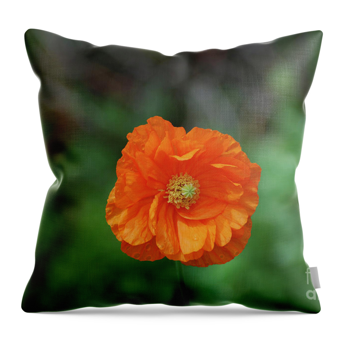 Poppy Throw Pillow featuring the photograph Perfect Orange California Poppy Flower Blossom by DejaVu Designs