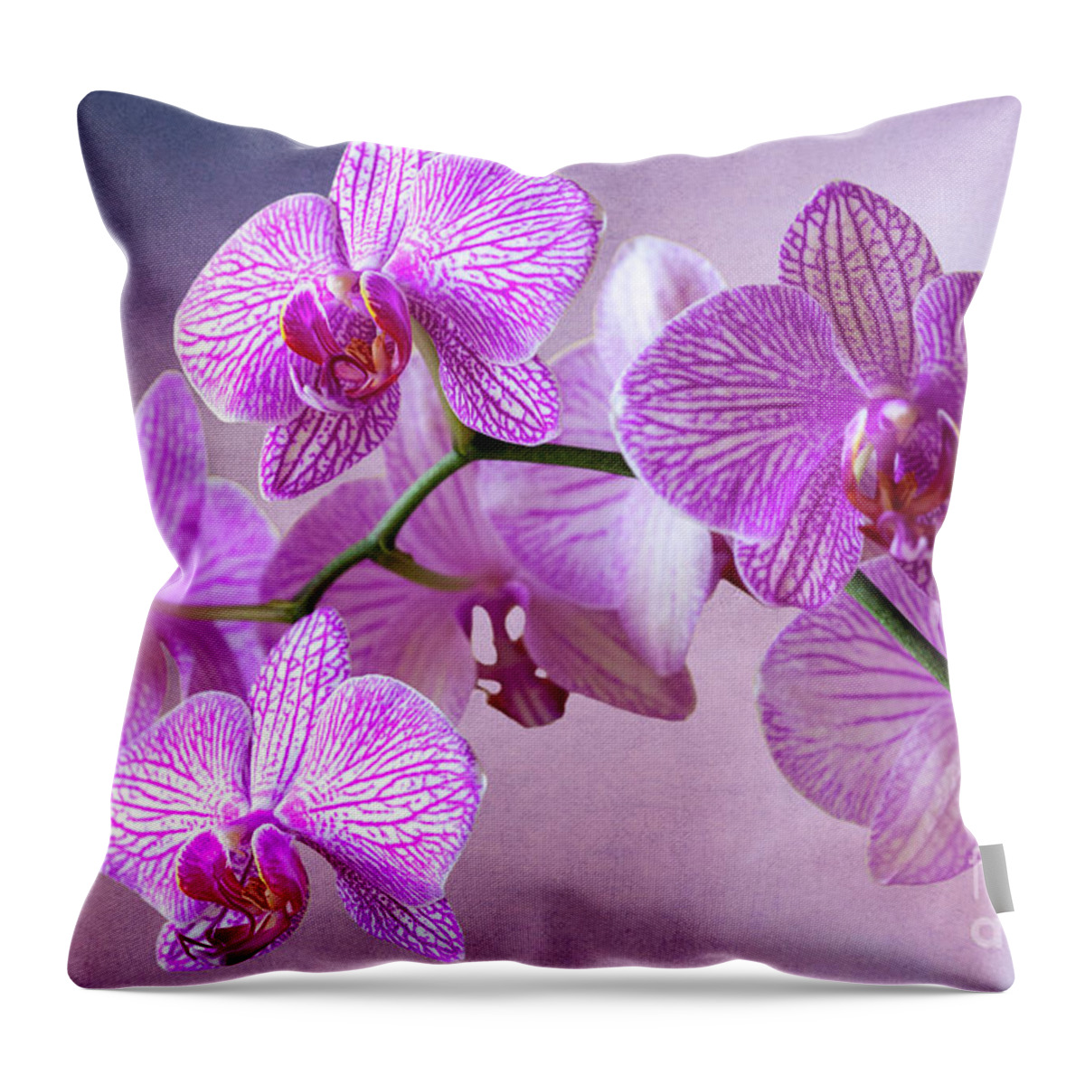 Orchid Throw Pillow featuring the photograph Phalaenopsis Pink Balanz by Heiko Koehrer-Wagner