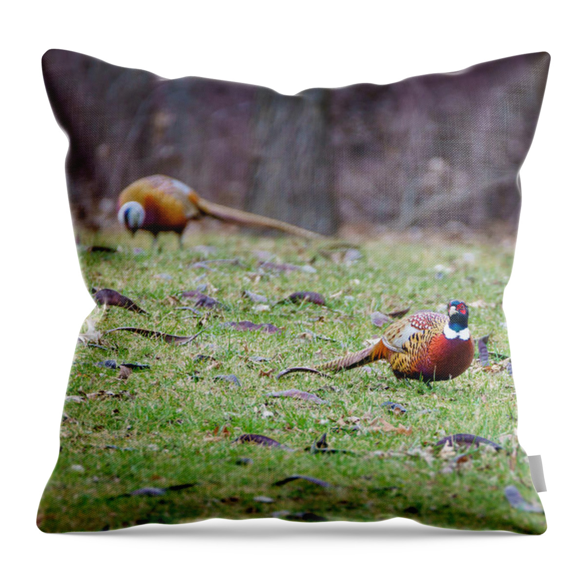 Ring-necked Throw Pillow featuring the photograph Pheasant Pair by Wild Fotos