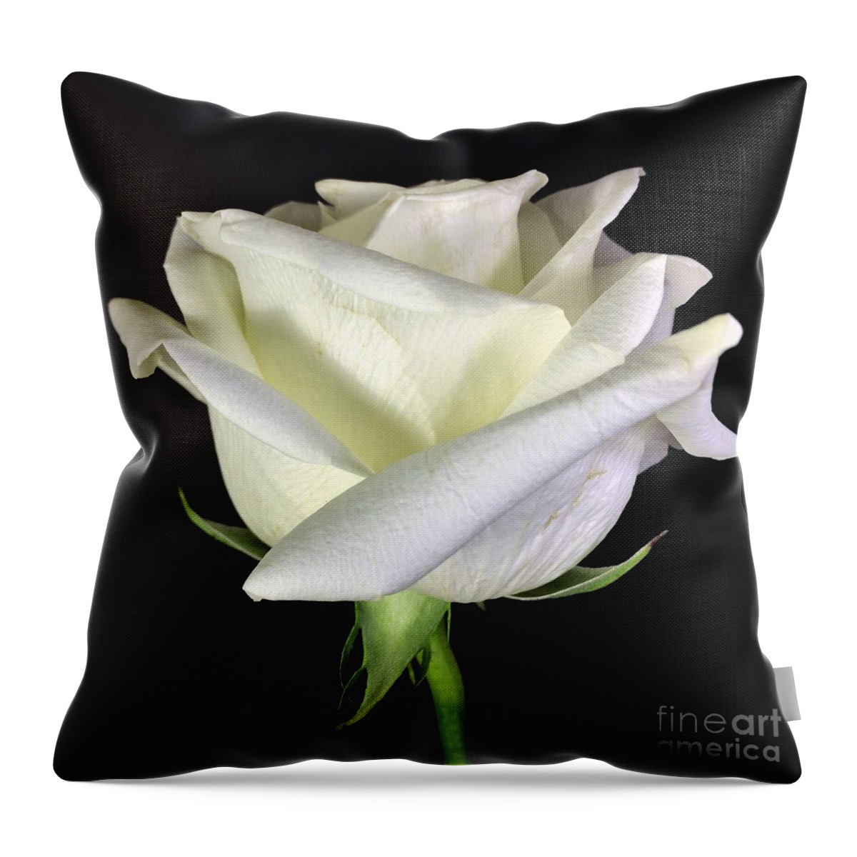 Photograph Throw Pillow featuring the photograph Photograph White Rose by Delynn Addams by Delynn Addams