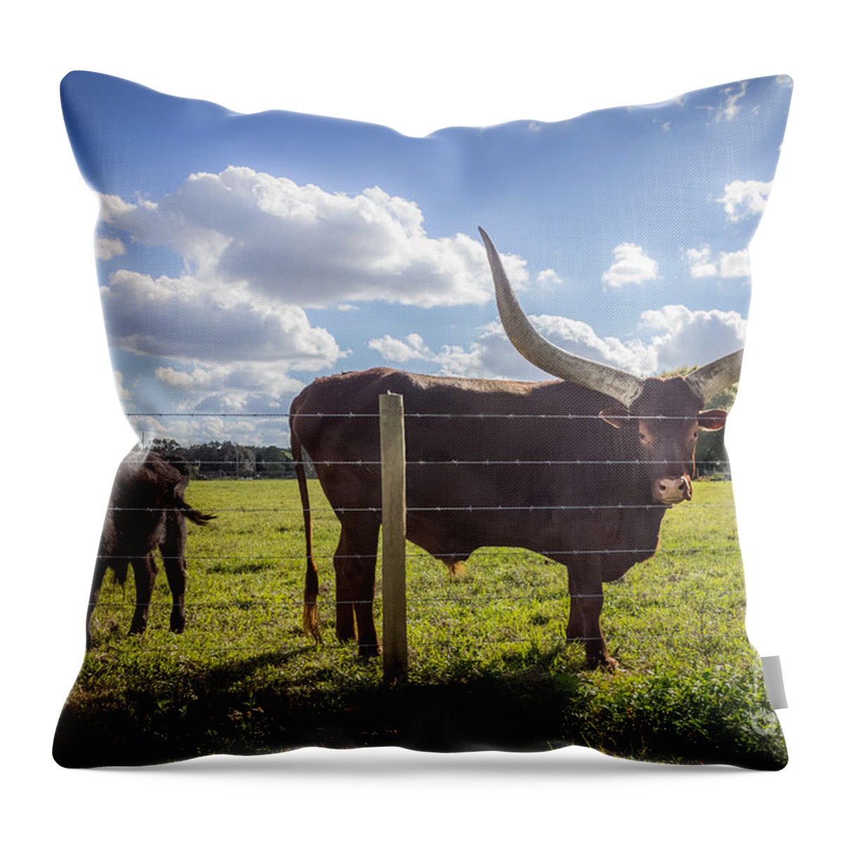 Liesl Walsh Throw Pillow featuring the photograph Pierre, the Gentle Giant by Liesl Walsh