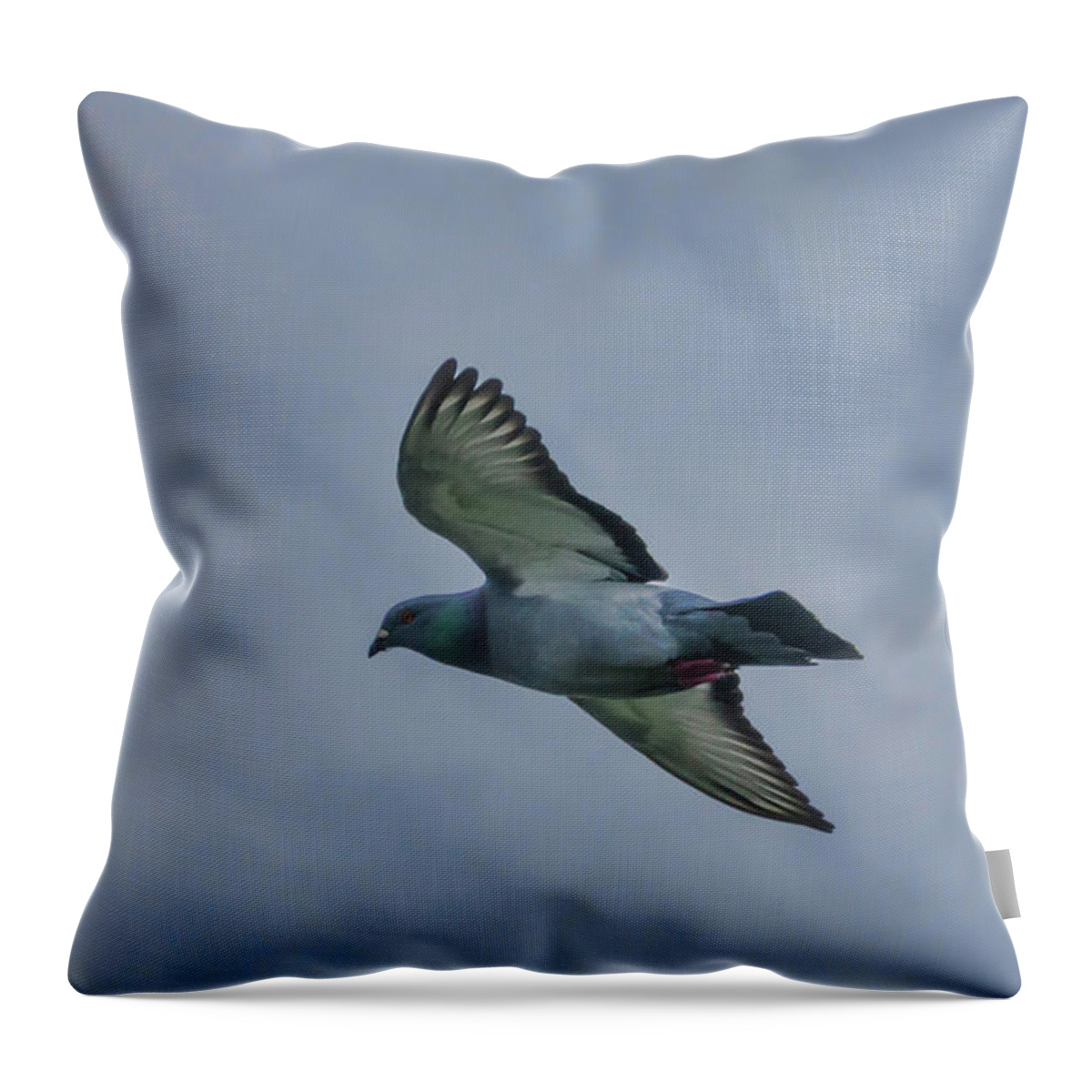 Pigeon Throw Pillow featuring the photograph Pigeon in Flight by Marilyn Wilson