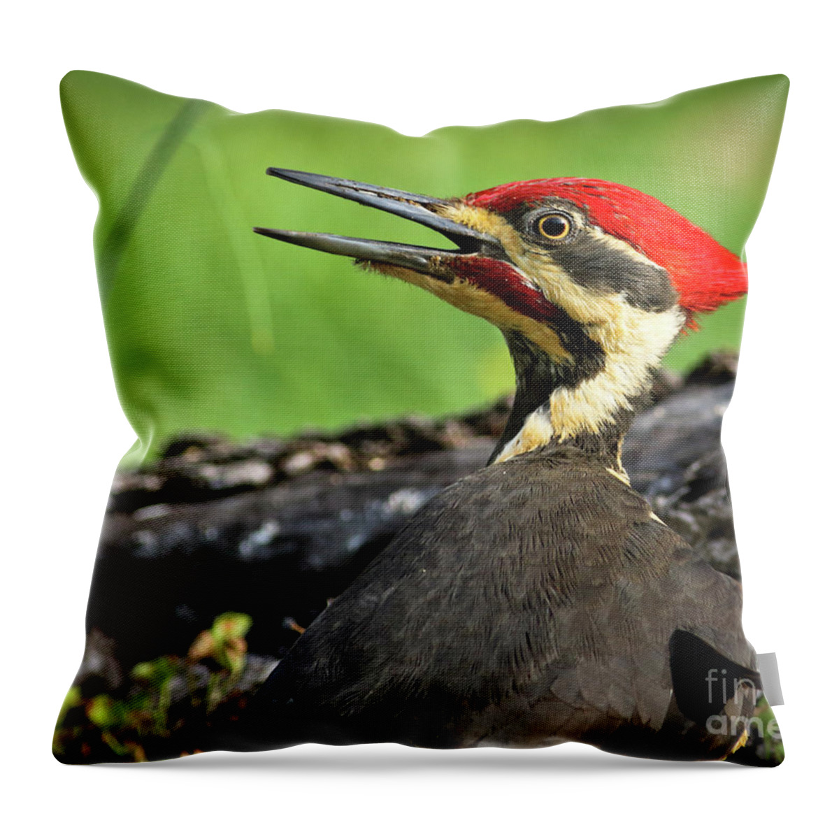 Pileated Throw Pillow featuring the photograph Pileated by Douglas Stucky