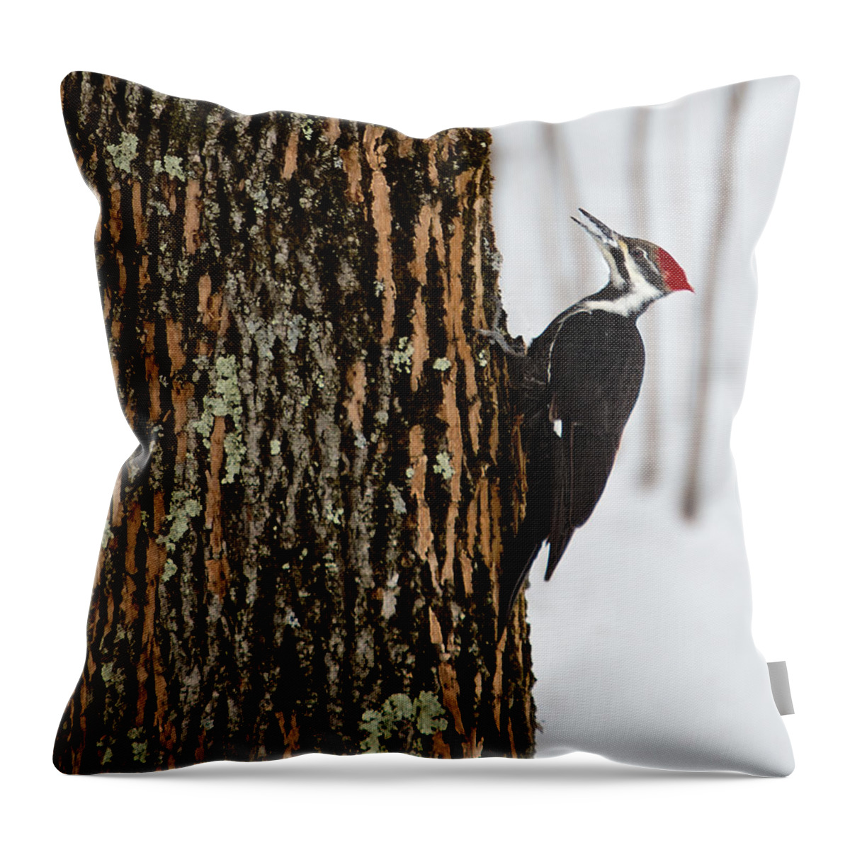 Woodpecker Throw Pillow featuring the photograph Pileated Woodpecker by Skip Tribby