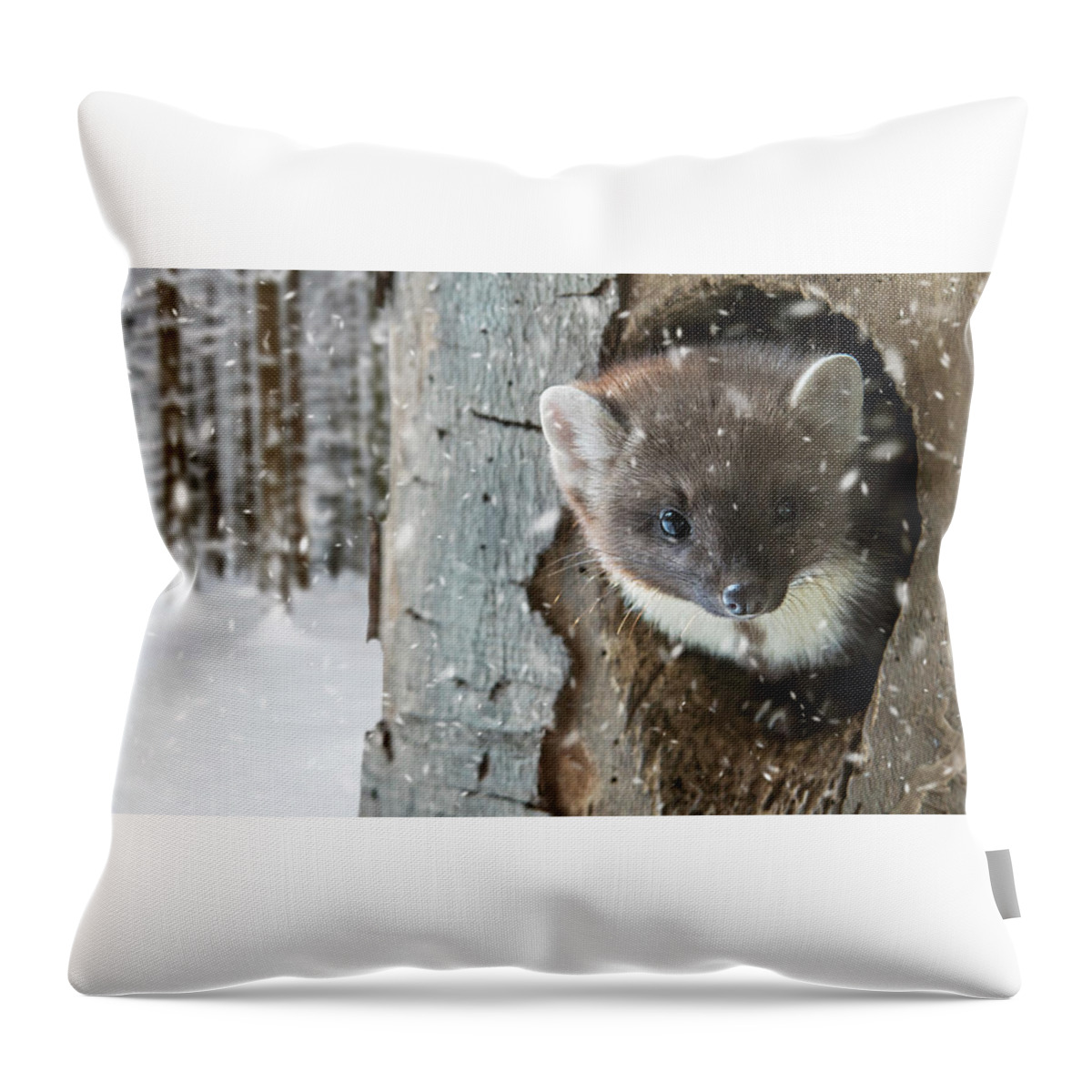 European Pine Marten Throw Pillow featuring the photograph Pine Marten in Tree in Winter by Arterra Picture Library