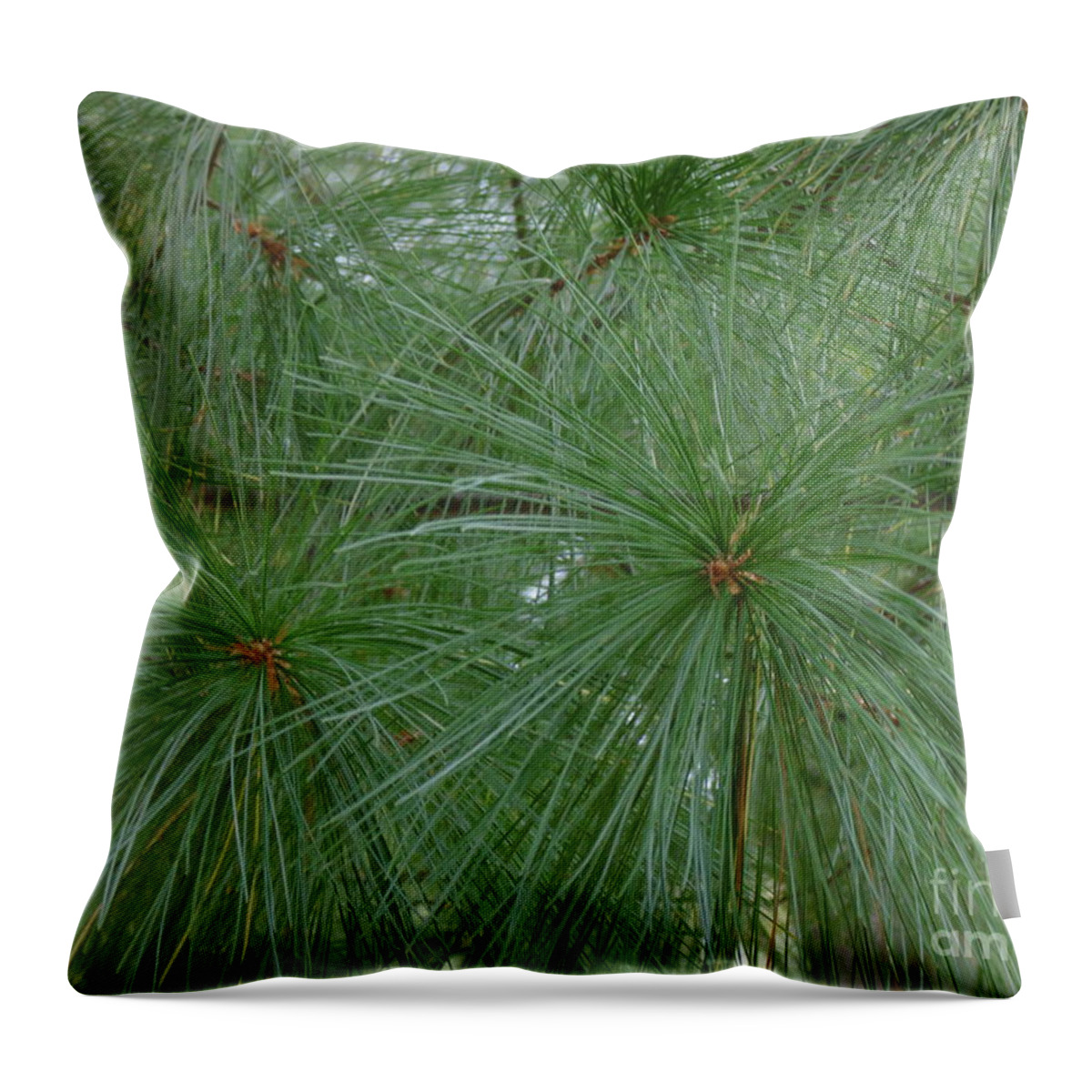 #pine Close Up #pine Needle Close #pine Tree Photograph #pine Needle Design #pine Needle Photograph Throw Pillow featuring the photograph Pine Needles by Daun Soden-Greene