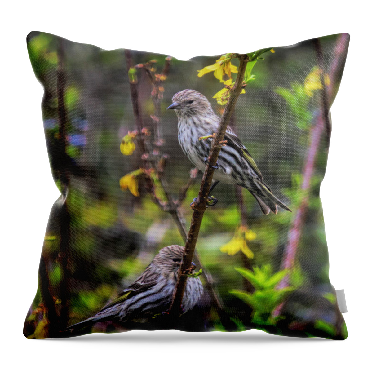 Pine Siskin Throw Pillow featuring the photograph Pine Siskin In SOuth Carolina by Bellesouth Studio
