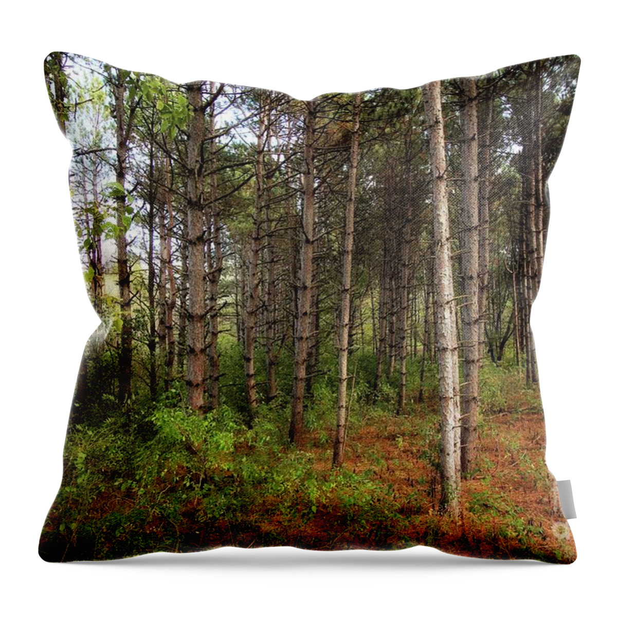 Pine Trees Throw Pillow featuring the photograph Pine trees of Whitetail Woods Park by Jimmy Ostgard