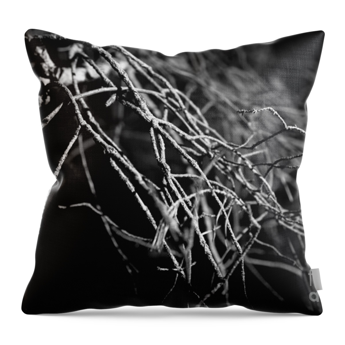 Twig Throw Pillow featuring the photograph Pine Twigs by Dariusz Gudowicz