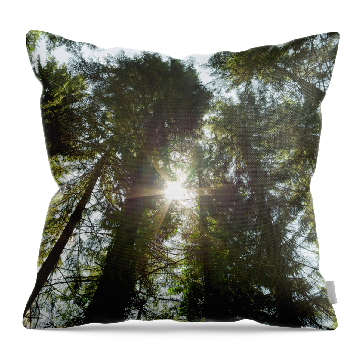 Pine Throw Pillow featuring the photograph Pines view at sundown by Nicola Aristolao