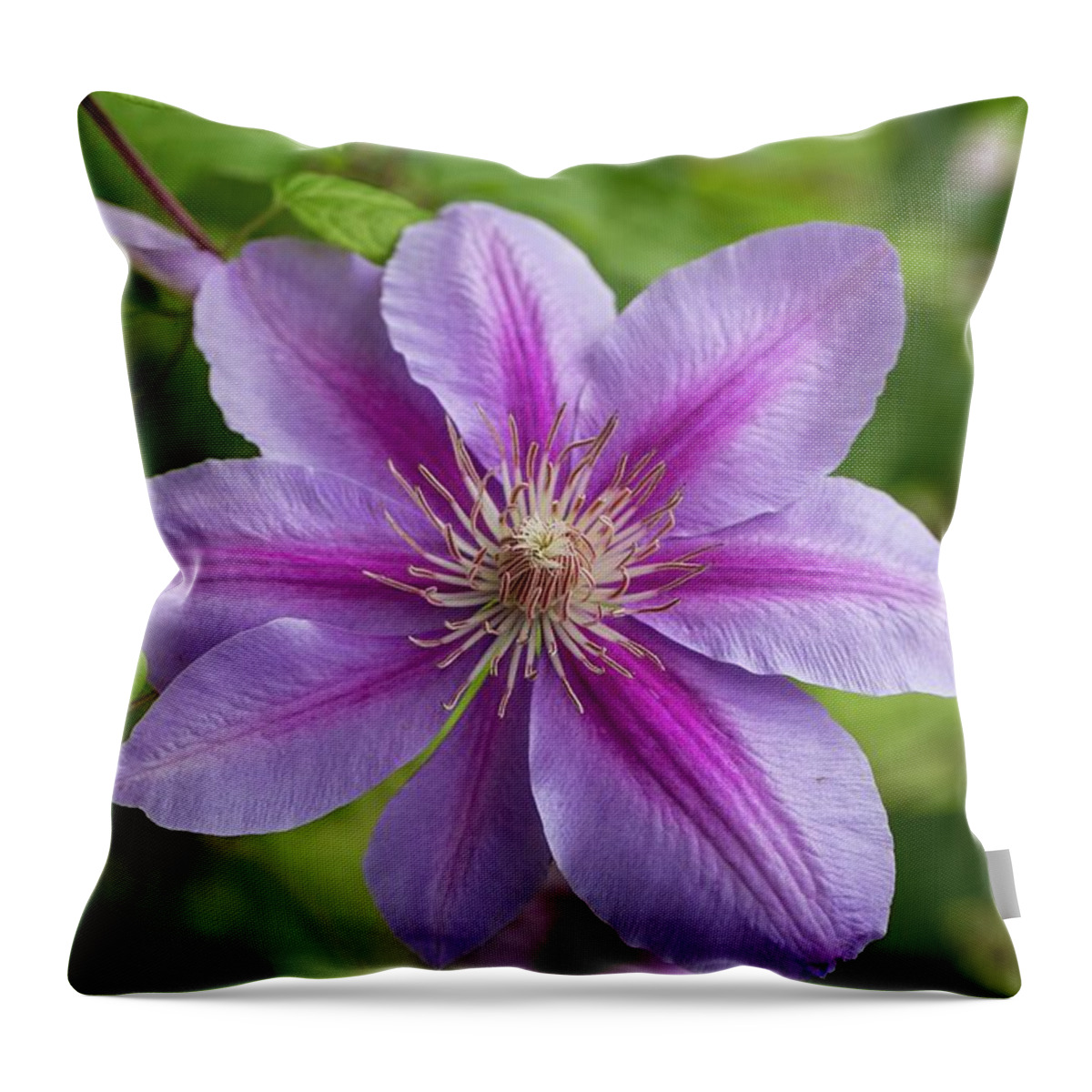 Pink And White Clematis Throw Pillow featuring the photograph Pink and White Clematis by Lynn Hopwood