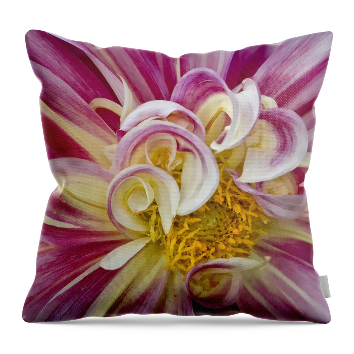 Pink & White Dahlia Throw Pillow featuring the photograph Pink and White Dahlia by Ken Barrett