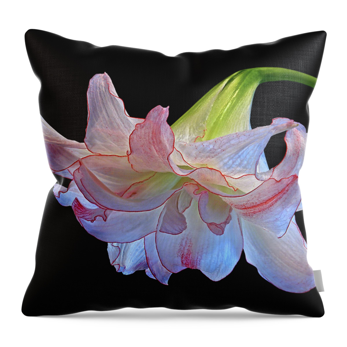 Amaryllis Throw Pillow featuring the photograph Pink And White Double Amaryllis on Black by Gill Billington