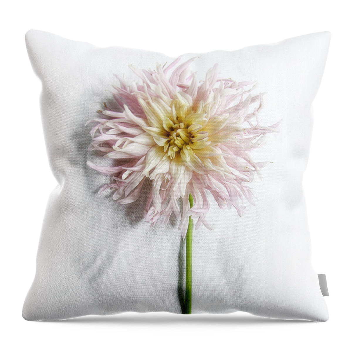 Dahlia Throw Pillow featuring the photograph Pink and Yellow Dahlia by Louise Kumpf