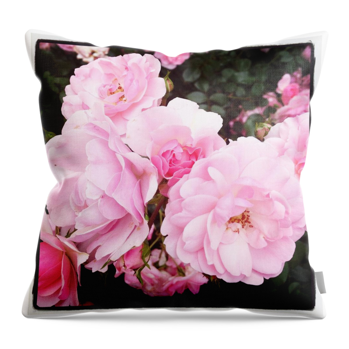 Pink Throw Pillow featuring the photograph Pink Beauties by Will Felix