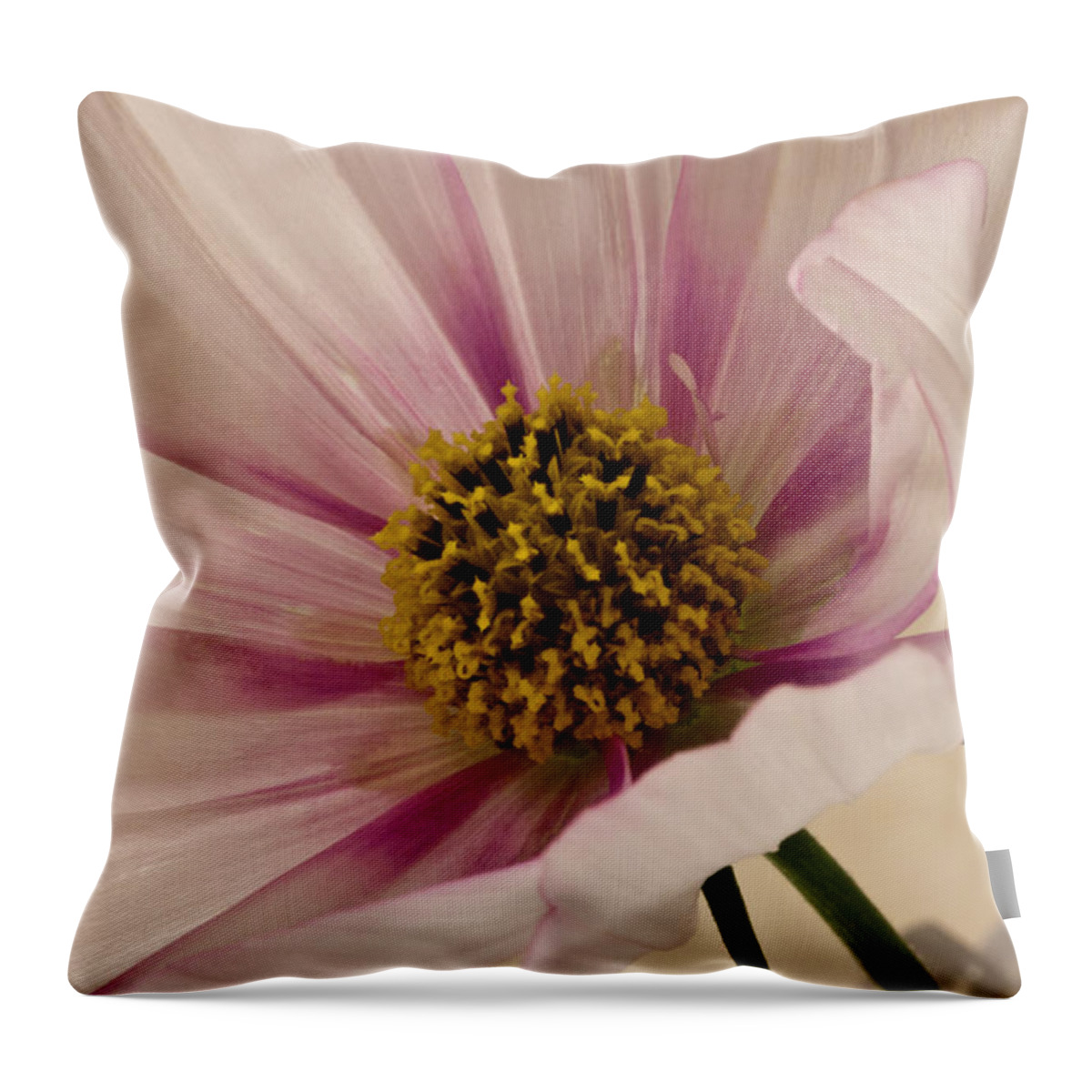 Cosmo Throw Pillow featuring the photograph Pink Bi Color Cosmo Macro by Sandra Foster